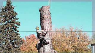 Tree Removal with crane