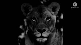 Black Lioness Growl