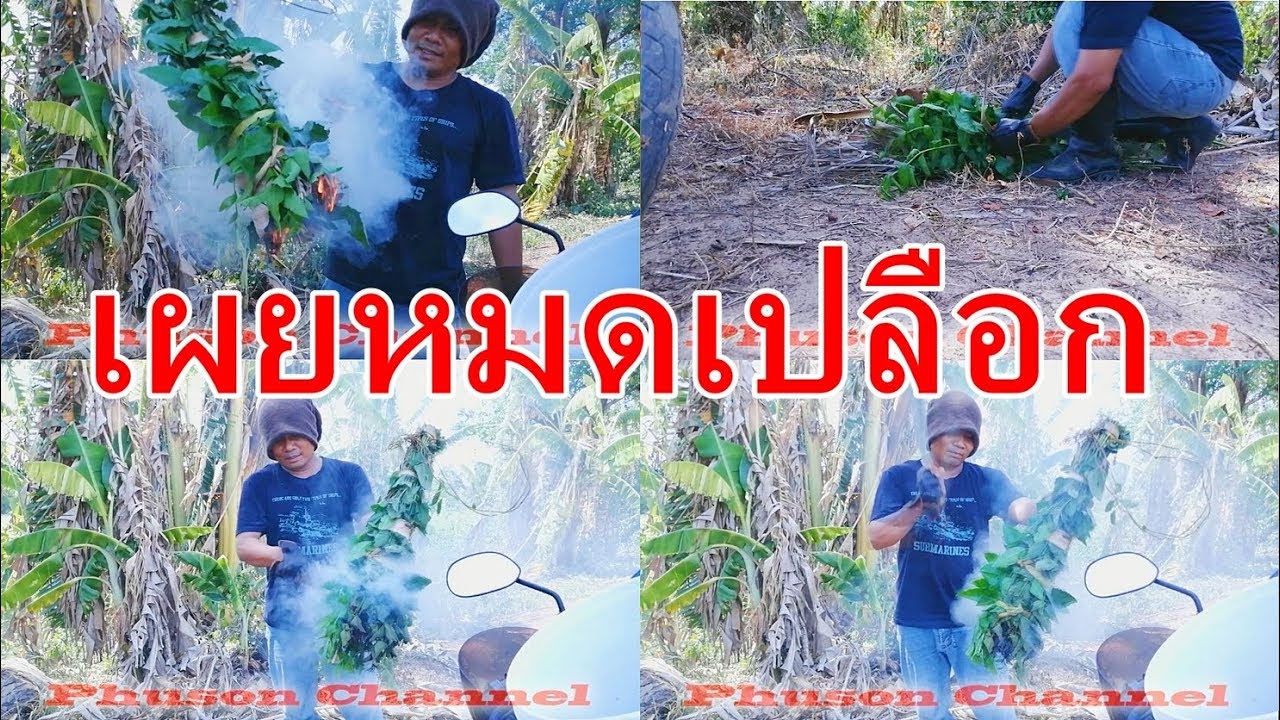 เผยหมดเปลือกการทำคบตีผึ้งไมผึ้งถึงไม่ต่อย?/ตีผึ้งหลวงไม่หวงวิชา