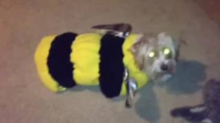 Mandy Bumble Bee
