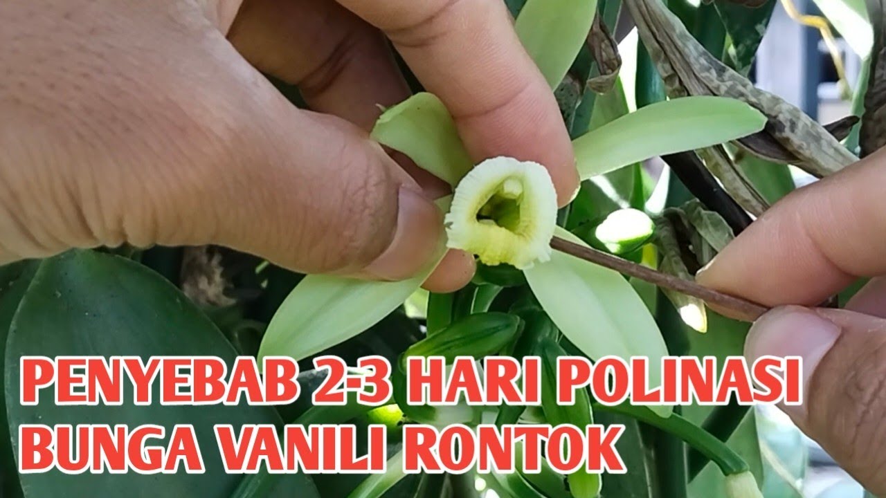 INI PENYEBAB GAGAL POLINASI BUNGA VANILI