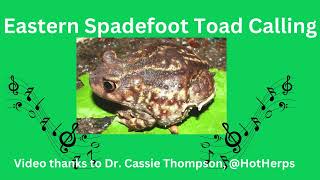 Eastern Spadefoot Toad Calling