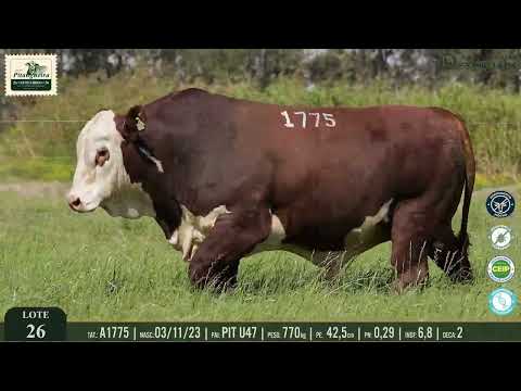 LOTE 26 - A1775 | ALVO DA PITANGUEIRA