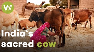 The zebu, India's sacred cow, indispensible to the meat industry | The domestication of epic horns