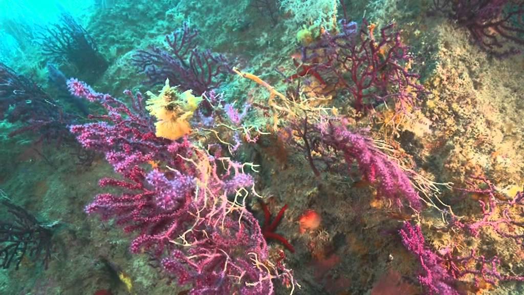 Il Mare di Ischia - R.Rinaldi - full movie
