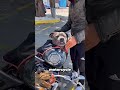 You Won't Believe This Dog's Motorcycle Ride!