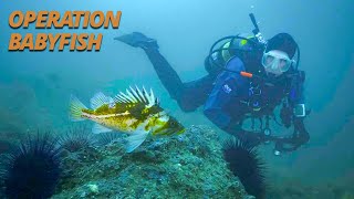 The Search For Tiny Young-Of-The-Year Rockfish Salish Sea Wild