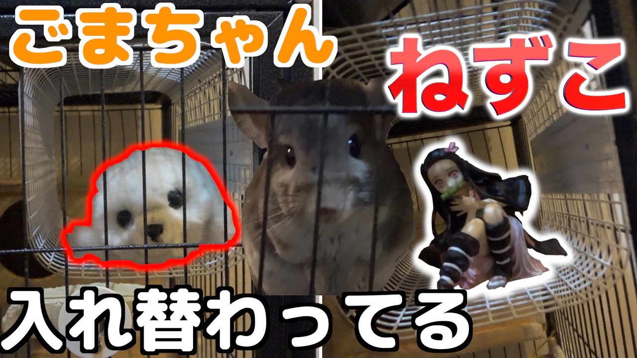 さのすのお友達が勝手に入れ替わってるドッキリ 的youtube视频效果分析报告 Noxinfluencer さのすのお友達が勝手に入れ替わってるドッキリ 的youtube视频效果分析报告 Noxinfluencer