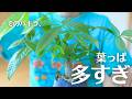 パキラは切った方が育つ。|伸びすぎパキラ、整えます。観葉植物の剪定方法