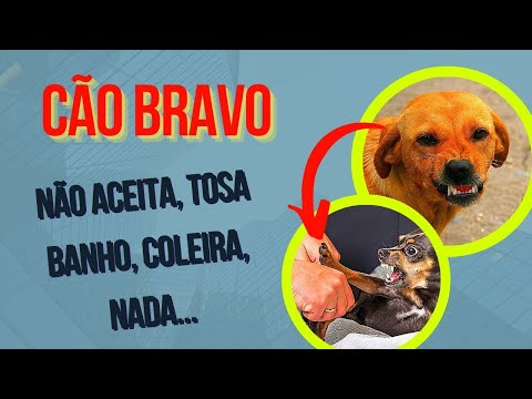 Vídeo: Por que um cão pode morder quando você pegar o colar e tirar a coleira