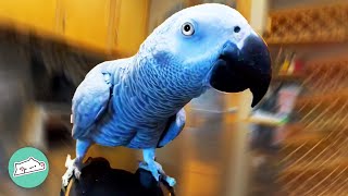 Parrot Shocks People With Talking After 16 Years Cage Time | Cuddle Buddies