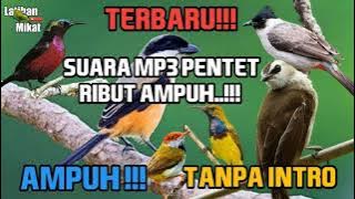 TERBARU/SUARA MP3 PIKAT BURUNG CENDET/PENTET RIBUT AMPUH!!! BUKTIKAN!!!