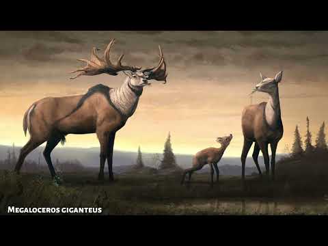Sound of Megaloceros giganteus / The Irish Elk