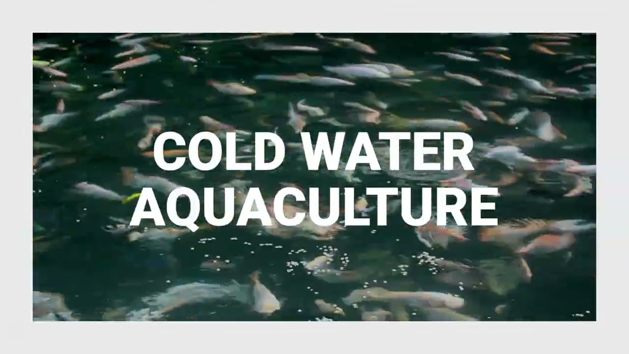 Wasave Intro Video V3 18112020