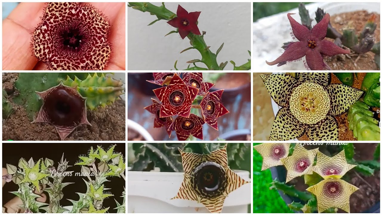 Unique flower you never seen before/caralluma,huernia, stapelia,orbea/succulent varieties 