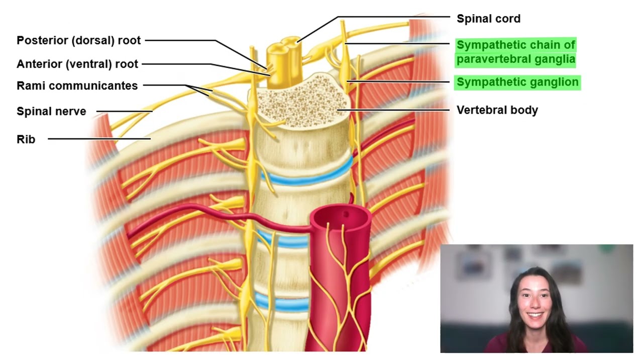 Paravertebral Ganglia Sympathetic Trunk