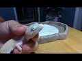 Hand Syringe Feeding Rescued Leopard Gecko Close Up!!!!