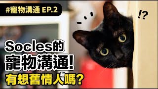 【Socles的寵物溝通有想舊情人嗎】志銘與狸貓