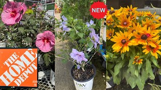 LOWES BEST NEW PLANTS-ARRIVALS FOR SUMMER| HOW TO MAKE YOUR GARDEN BEAUTIFUL 50% OFF ROSES 