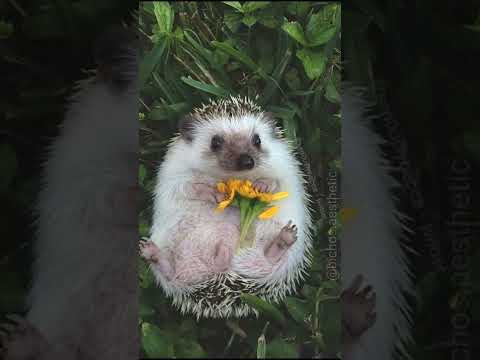 PORCO-ESPINHO