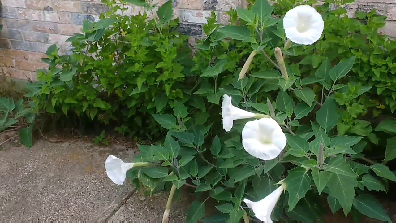 Flowers that make you hallucinate!! YouTube