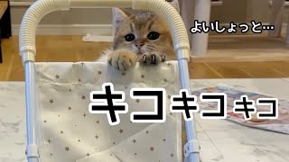 子猫、ベビーカーをついに自分で押し始める…w