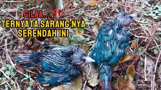 PANEN SARANG BURUNG KADALAN BIRAH