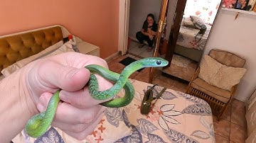 Snake Found Under Her Bed!