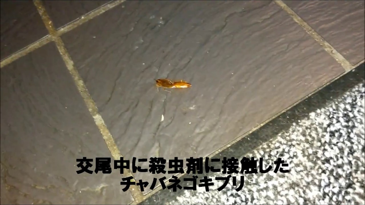 ゴキブリの巣 番外編１ Cockroach Nest Vs Exterminator Youtube