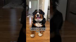 Why owning a Bernese Mountain Dog is the best #shorts