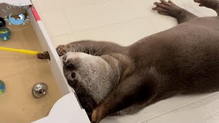 カワウソの双子、相方から「それの何がおもしろいの」　Otter twins, 