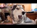 Chatty Husky Losing His Voice!