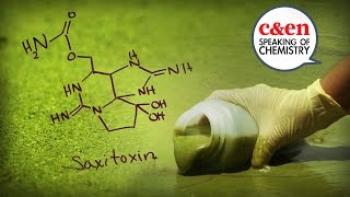 What Makes Blue-Green Algae Dangerous?—Speaking of Chemistry