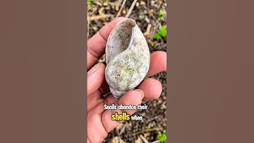 Snail shell #shorts #trending #viral #snail