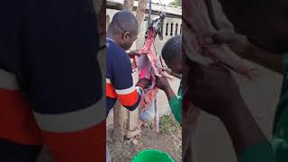 2/2 How to butcher a goat with a blunt knife