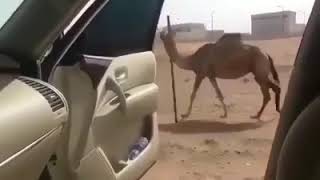 كيكي ... كيتي على حالنا