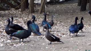 PATO-DO-MATO, (CAIRINA MOSCHATA), MUSCOVY DUCK, PATO-ALMISCARADO, PATO SELVAGEM.