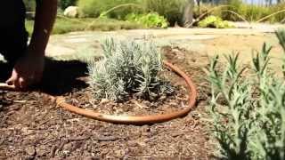 How to Video: Converting Sprinklers to Drip