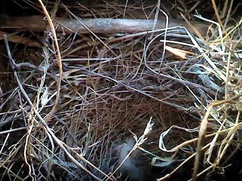Видео: Рост гнезда
