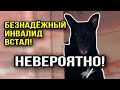 ЧУДО | Собаку без шансов, исцелила любовь | Блэк