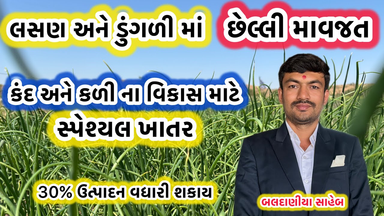 ડુંગળી અને લસણ માં સ્પેશિયલ : કંદ અને કળી ના વિકાસ માટે આ ખાતર જોરદાર રિઝલ્ટ આપે