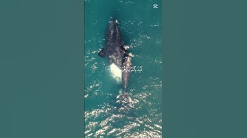 (فاصبر لحكم ربك) سورة القلم، القارئ عبدالله الموسى