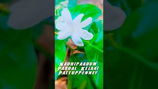 Download Lagu Poo pookum osai song status ❤️ MP3