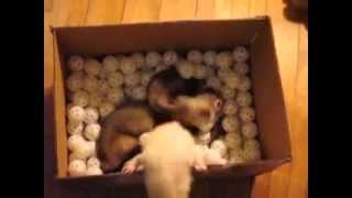 Three Ferrets Playing in a Box of Balls