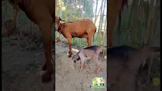PANGANGANAK NG ATING NANNY GOATS