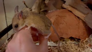 My mice squeak in excitement for dinner time