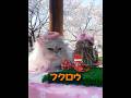 フクロウは人を襲わないのでしょうか？ #animals #動物プロダクション #自然