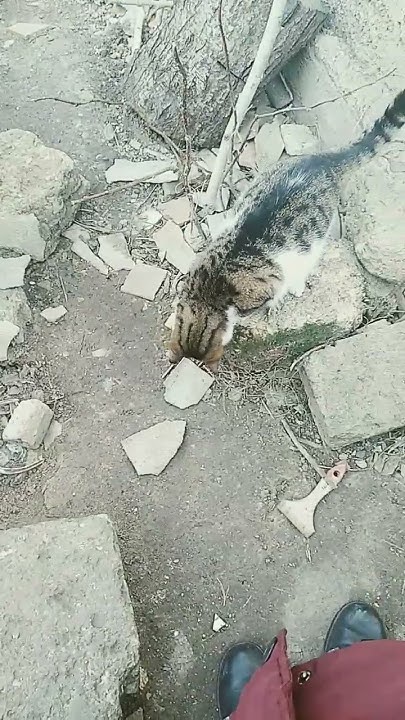муська 🐱 - YouTube