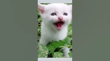 #26explorers   #aww  Cute Cats tutorial & Meowing Meow Kittens & Funny Meow Cat #Shorts #catmeow