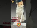 CÚN NGOAN HIỀN LÀNH ngồi trước cửa tiệm rất trung thành #Tú Vân Cooking #dog #pets #animals